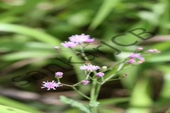Vernonia cinerea